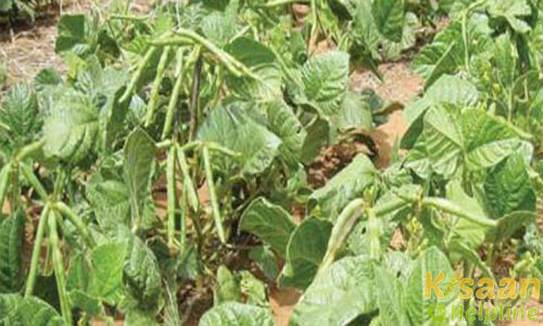 एन डी यू - 1 (NDU-1)